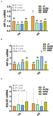 Effect of Cyclic Heat Stress on Hypothalamic Oxygen Homeostasis and Inflammatory State in the Jungle Fowl and Three Broiler-Based Research Lines